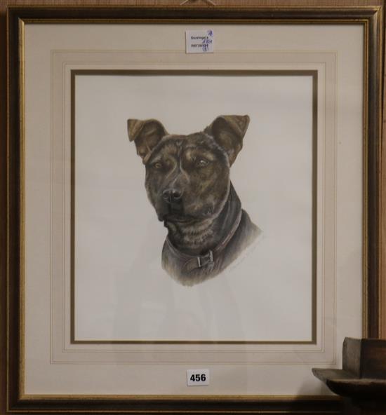 Alexandra McMaster, watercolour, study of a Bull Terrier, signed and dated 1996, 38 x 33cm